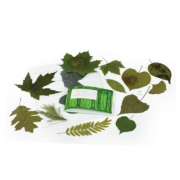 Leaf Identification Kit